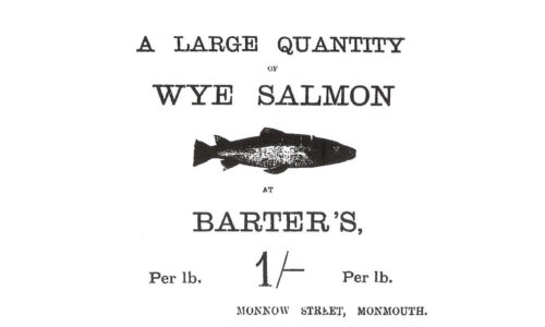 wye salmon