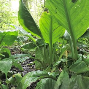 Large leaves of the American Skunk Cabbage