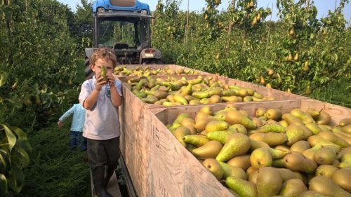Balingham pears grandson