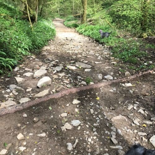 Chapel Hill Road's new Natural Flood Management scheme