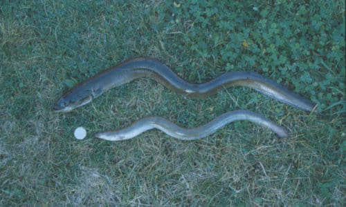 EEL Environment Agency