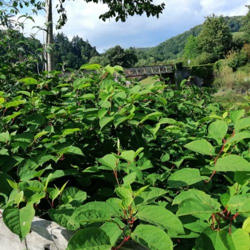 Japanese knotweed at Tintern