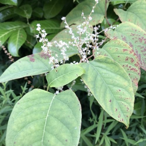 Japanese knotweed flowers