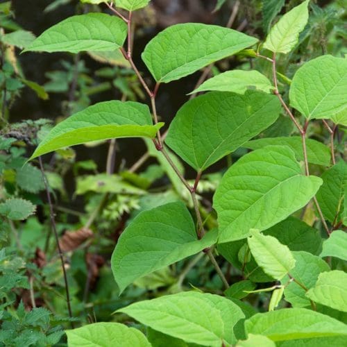 Japanese Knotweed