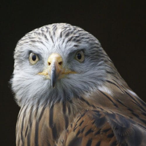 Peregrine Falcon