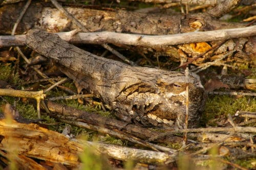 Birds Nightjar