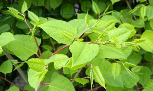 Sakhalin Knotweed