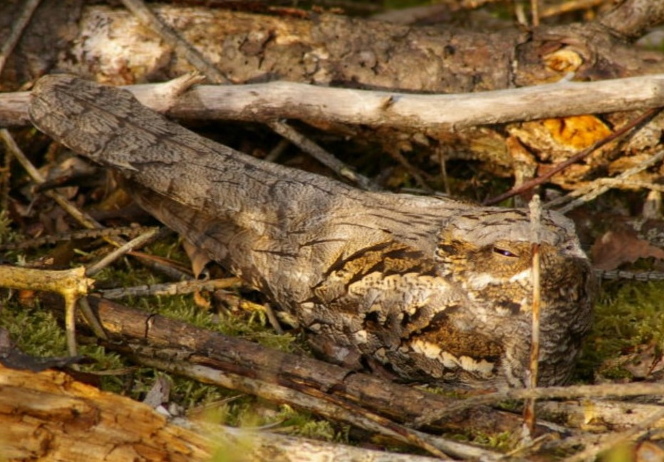 Nightjar