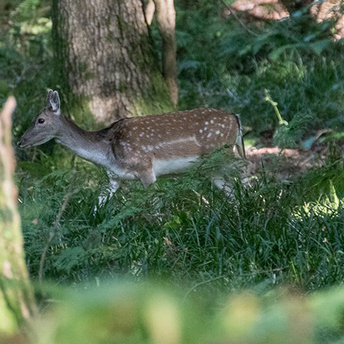 Wye Valley Wildlife